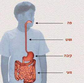 התחנות של המזון במסע העיכול